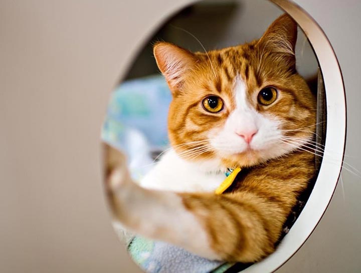 Preventive Care for Cats