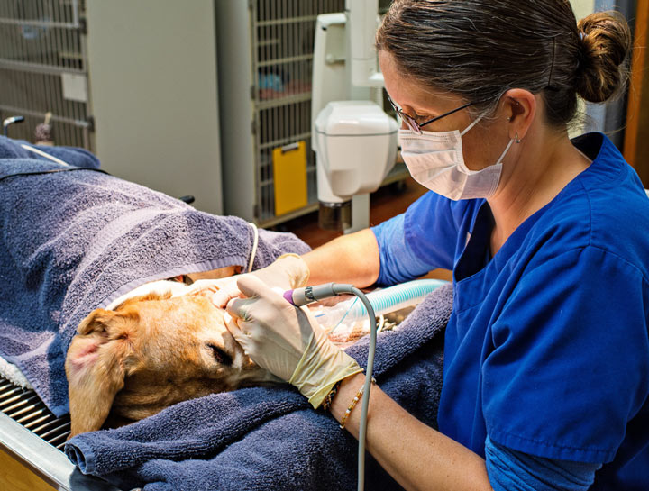 Aiken Veterinary Surgeries